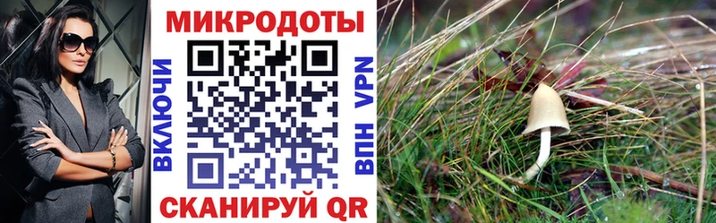 мега ссылка это формула Галлюциногенные грибы Magic Shrooms Кандалакша